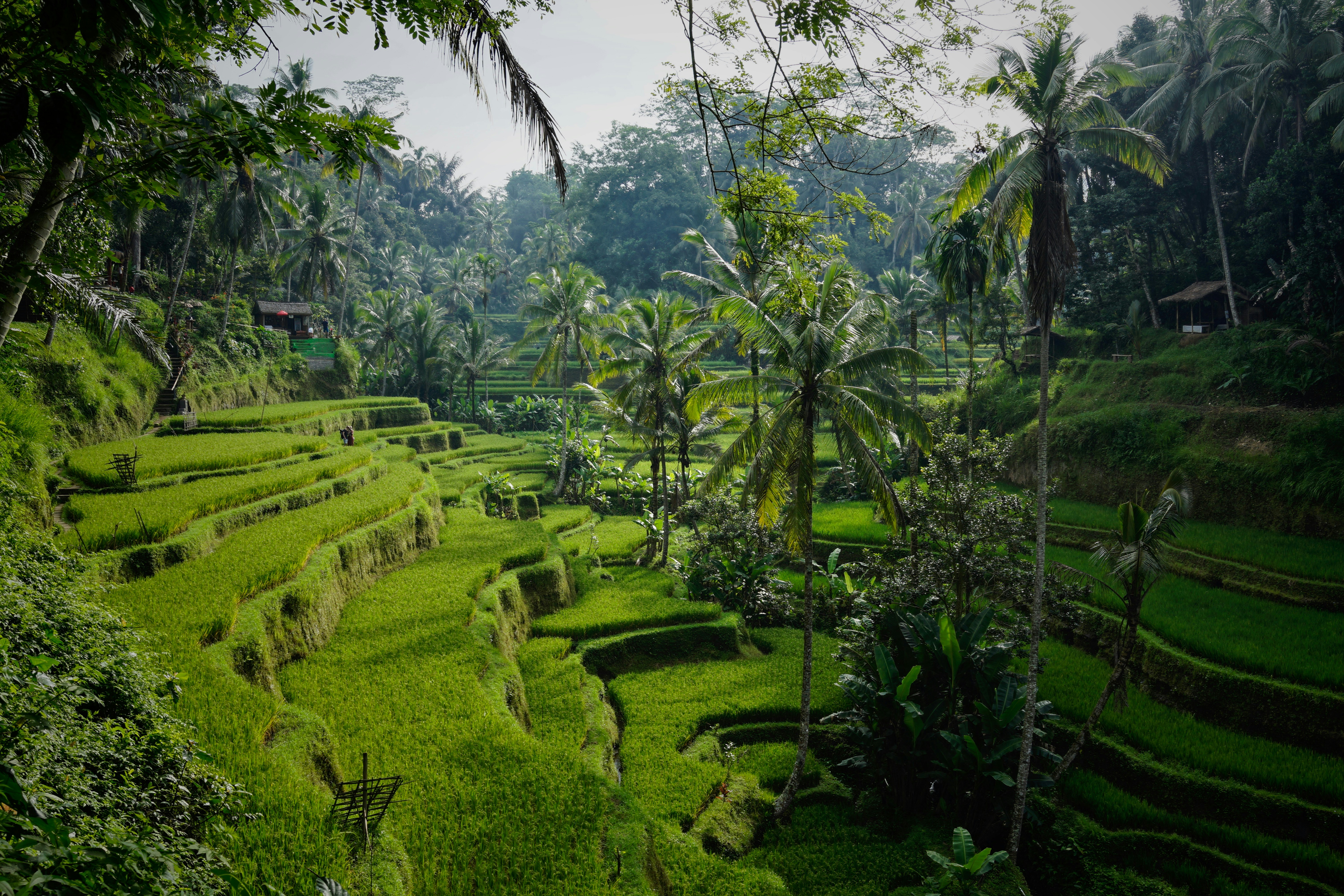 A picture of a green pasture with trees.