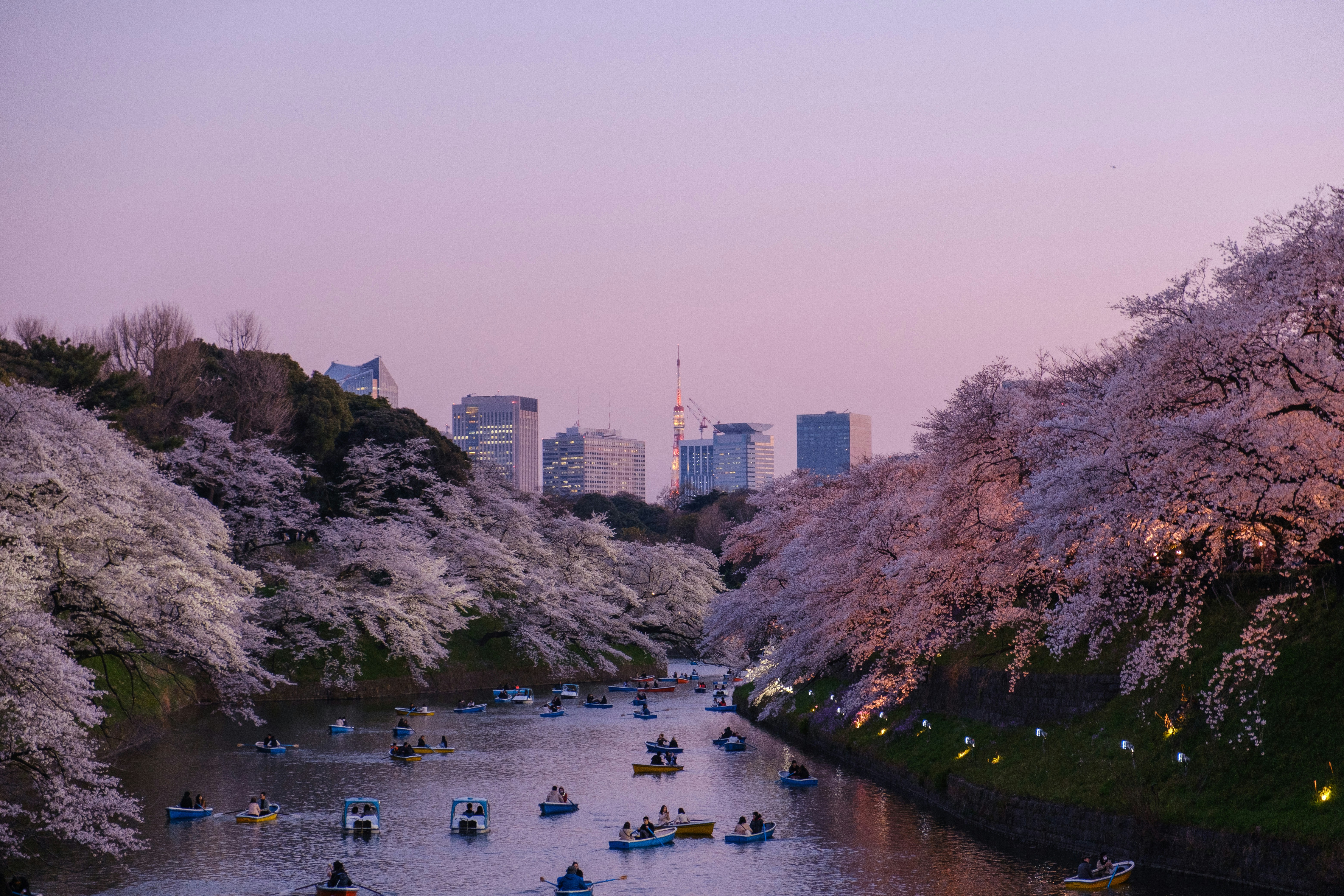 A picture of cherry blossoms on lake.